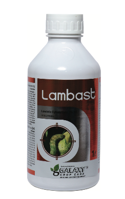 LAMBAST